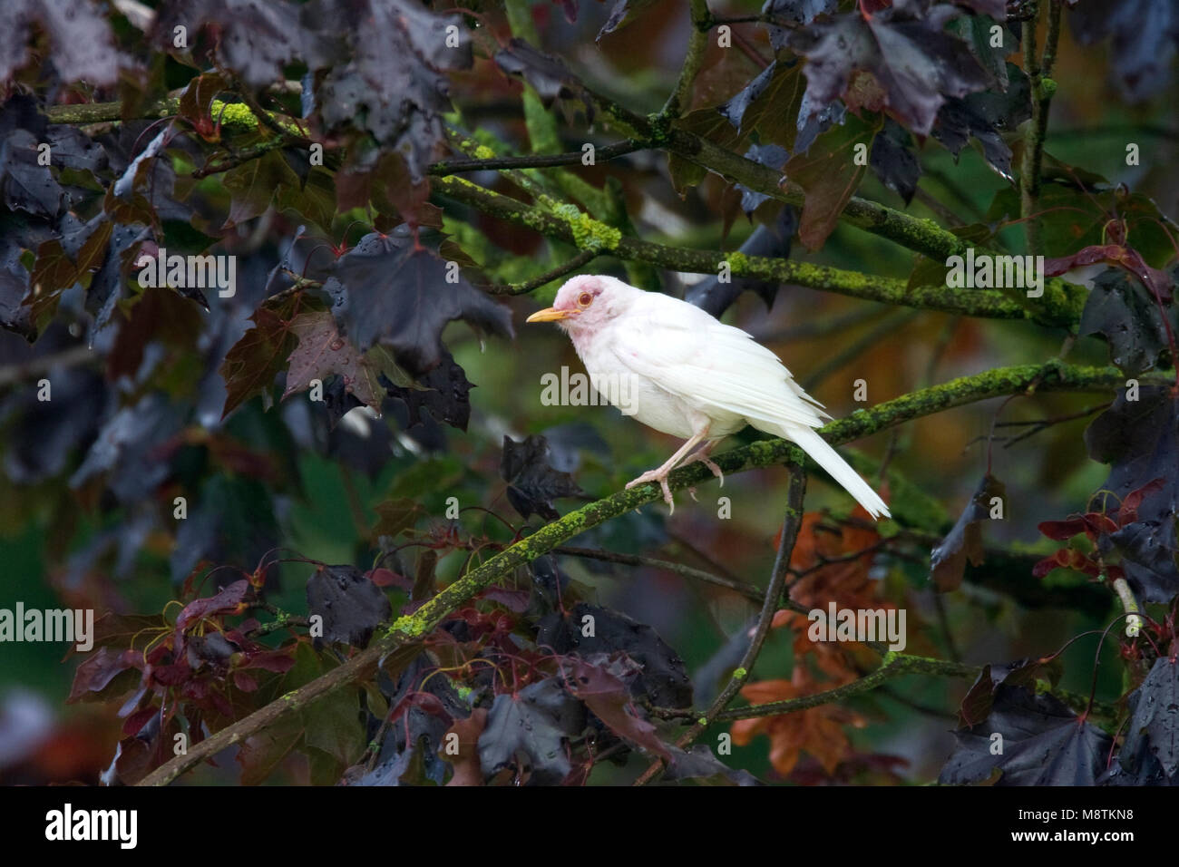 Merel albino; Blackbird albino Stock Photo