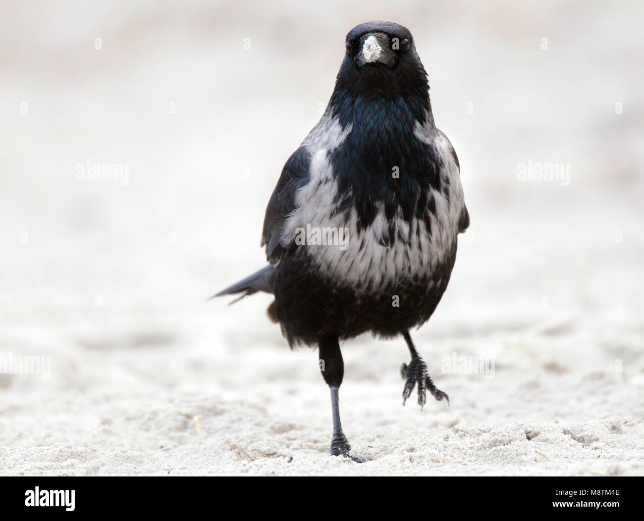 Hybride Bonte Kraai x Zwarte Kraai lopend in zand; Hybrid Hooded Crow x Carrion Crow walking in sand Stock Photo