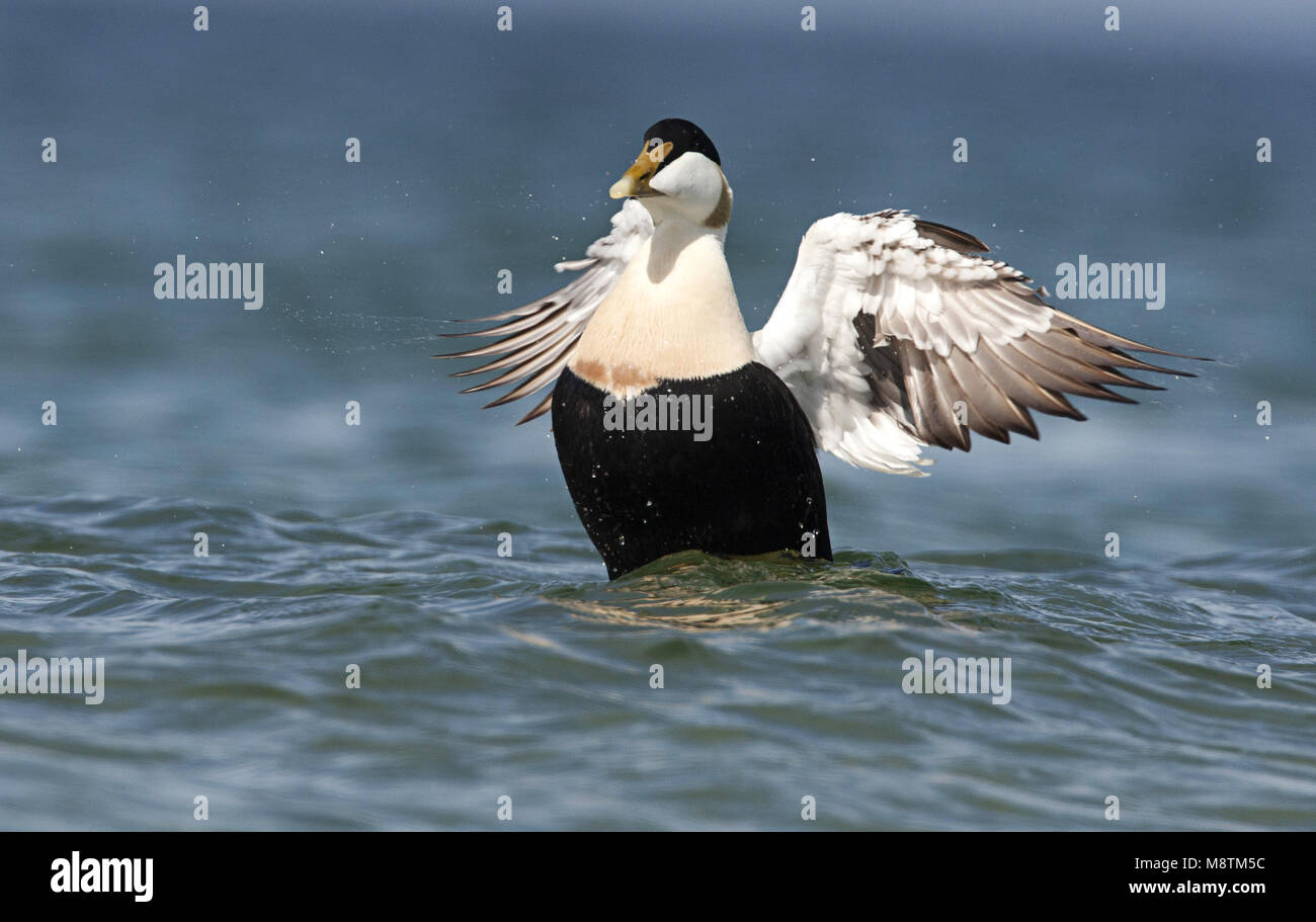 Eider Somateria Mollissima Common Eider Eiderente Eider A