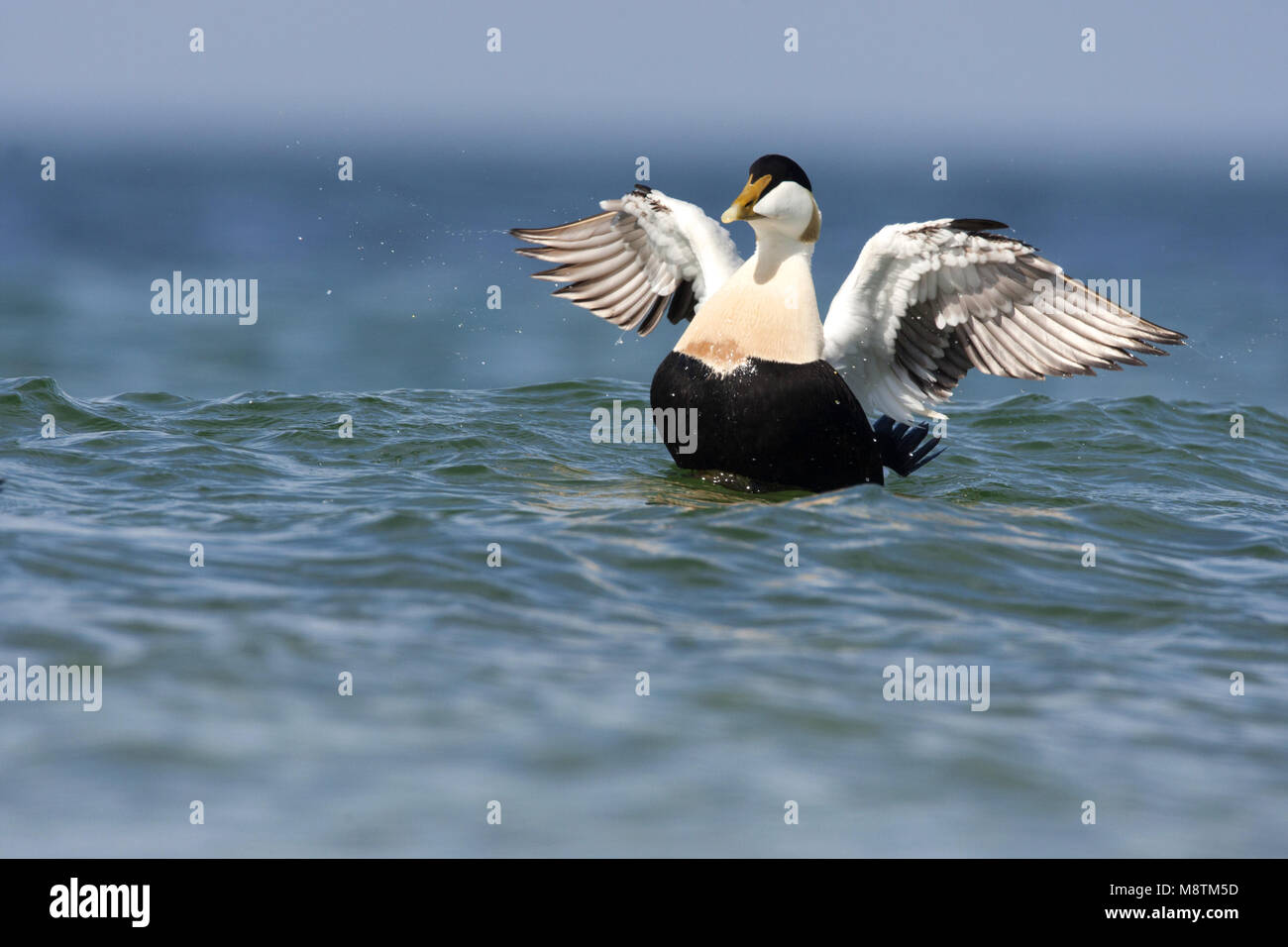 Eider Somateria Mollissima Common Eider Eiderente Eider A