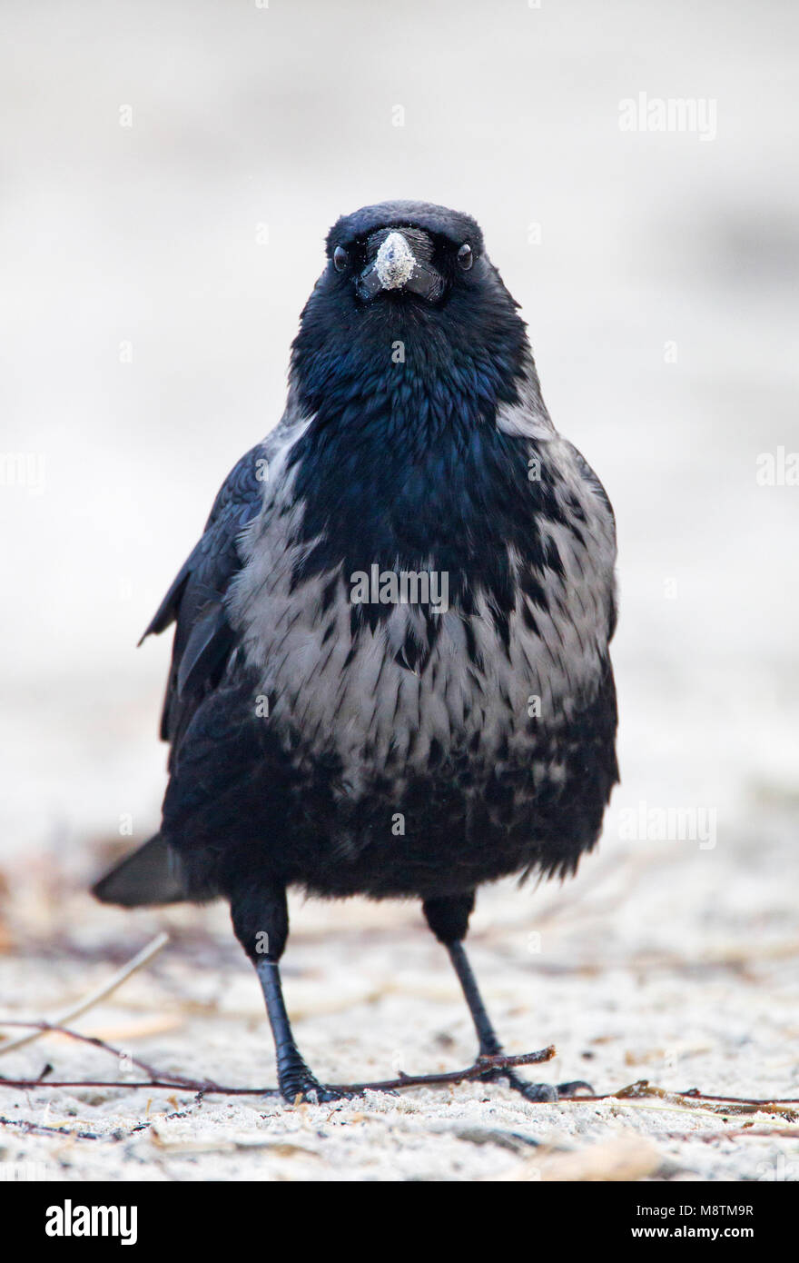 Hybride Bonte Kraai x Zwarte Kraai zittend in zand; Hybrid Hooded Crow x Carrion Crow sitting in sand Stock Photo