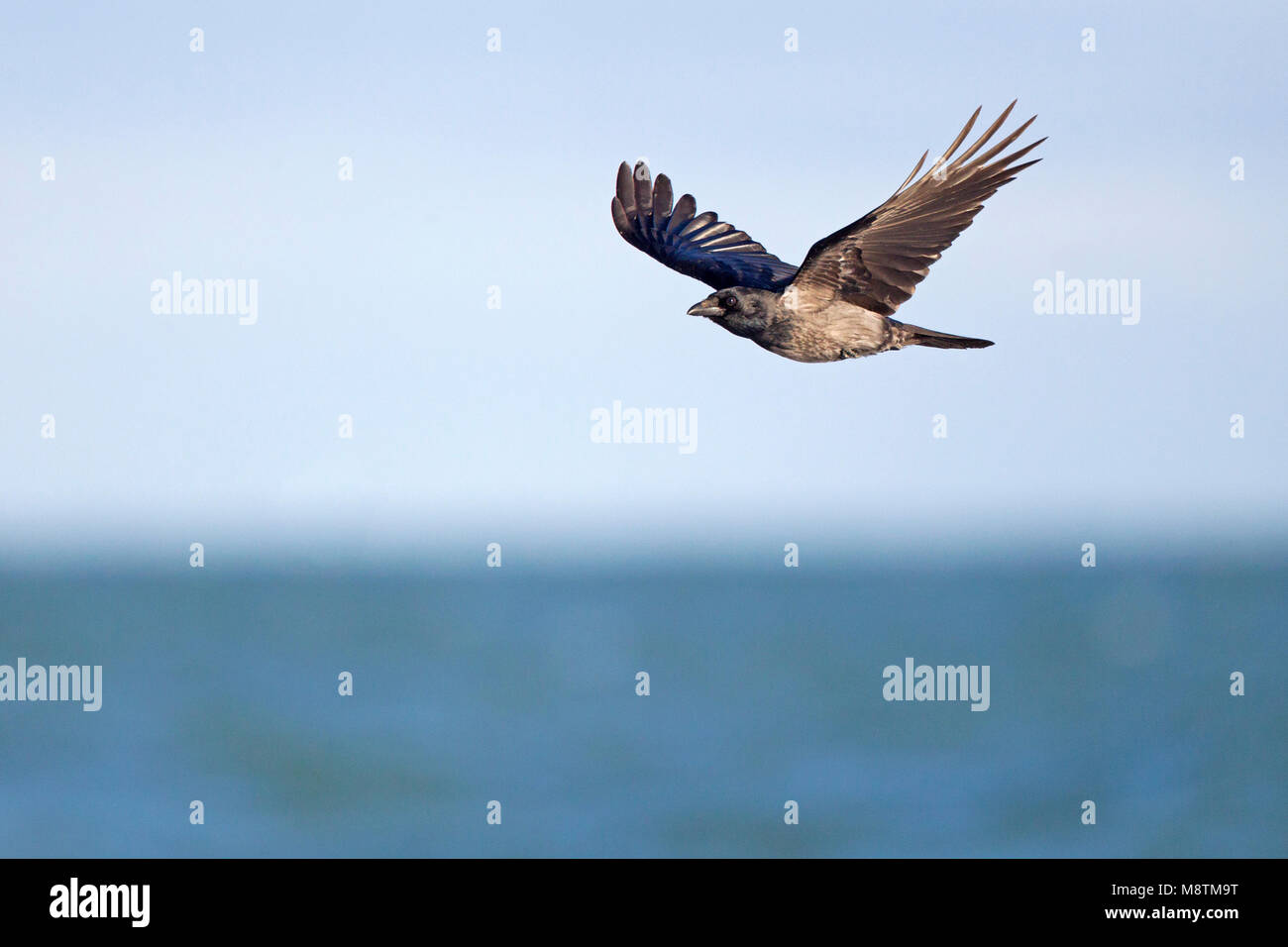 Hybride Bonte Kraai x Zwarte Kraai vliegend; Hybrid Hooded Crow x Carrion Crow flying Stock Photo