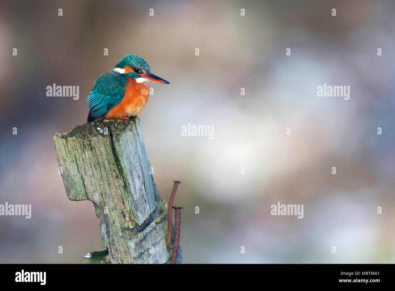IJsvogel vrouw in winter op paal; Kingfisher female in winter on a post Stock Photo