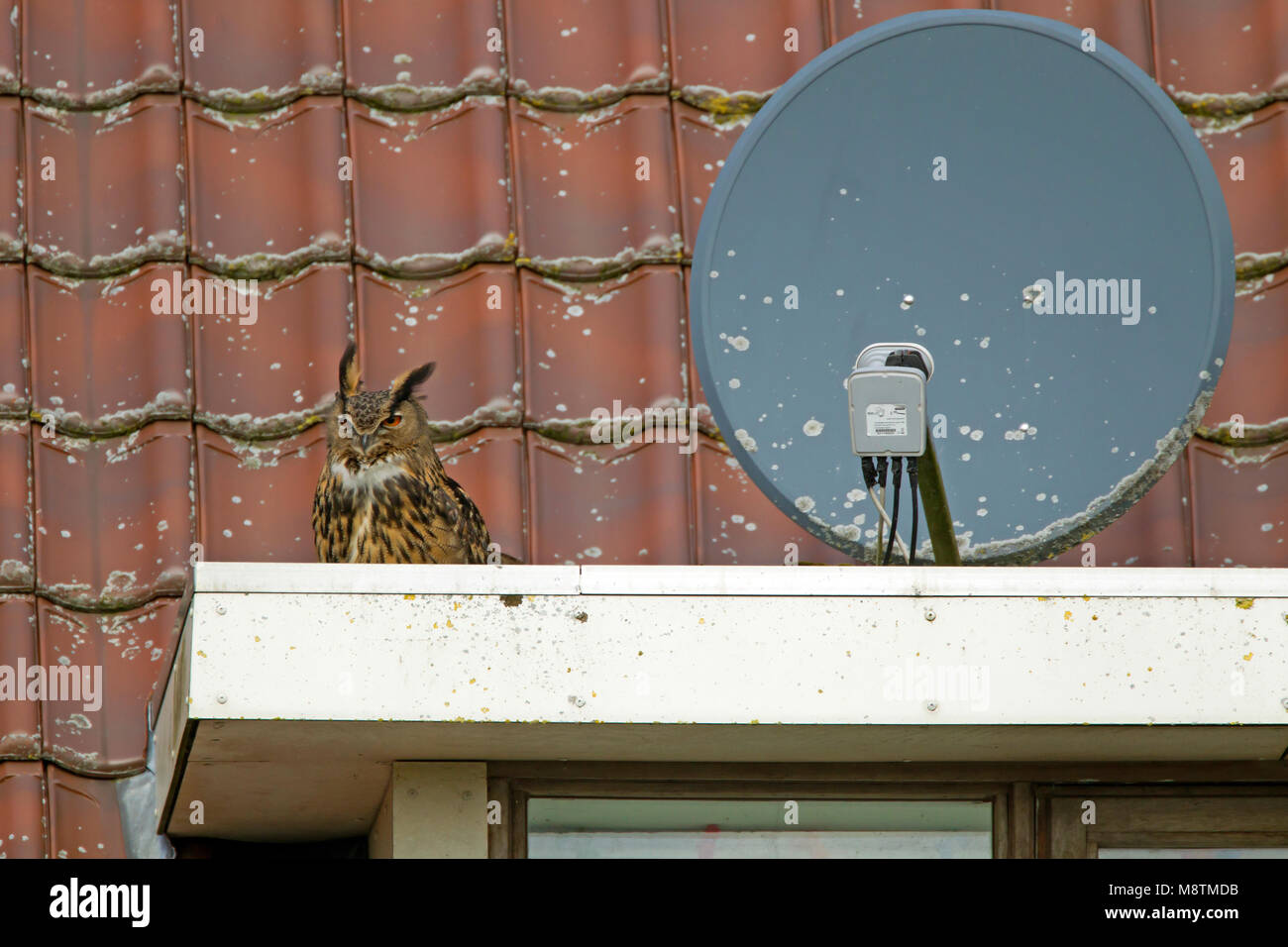 Oehoe zittend op dak naast schotelantenne; Eurasian Eagle-Owl perched on roof next to satellite dish Stock Photo