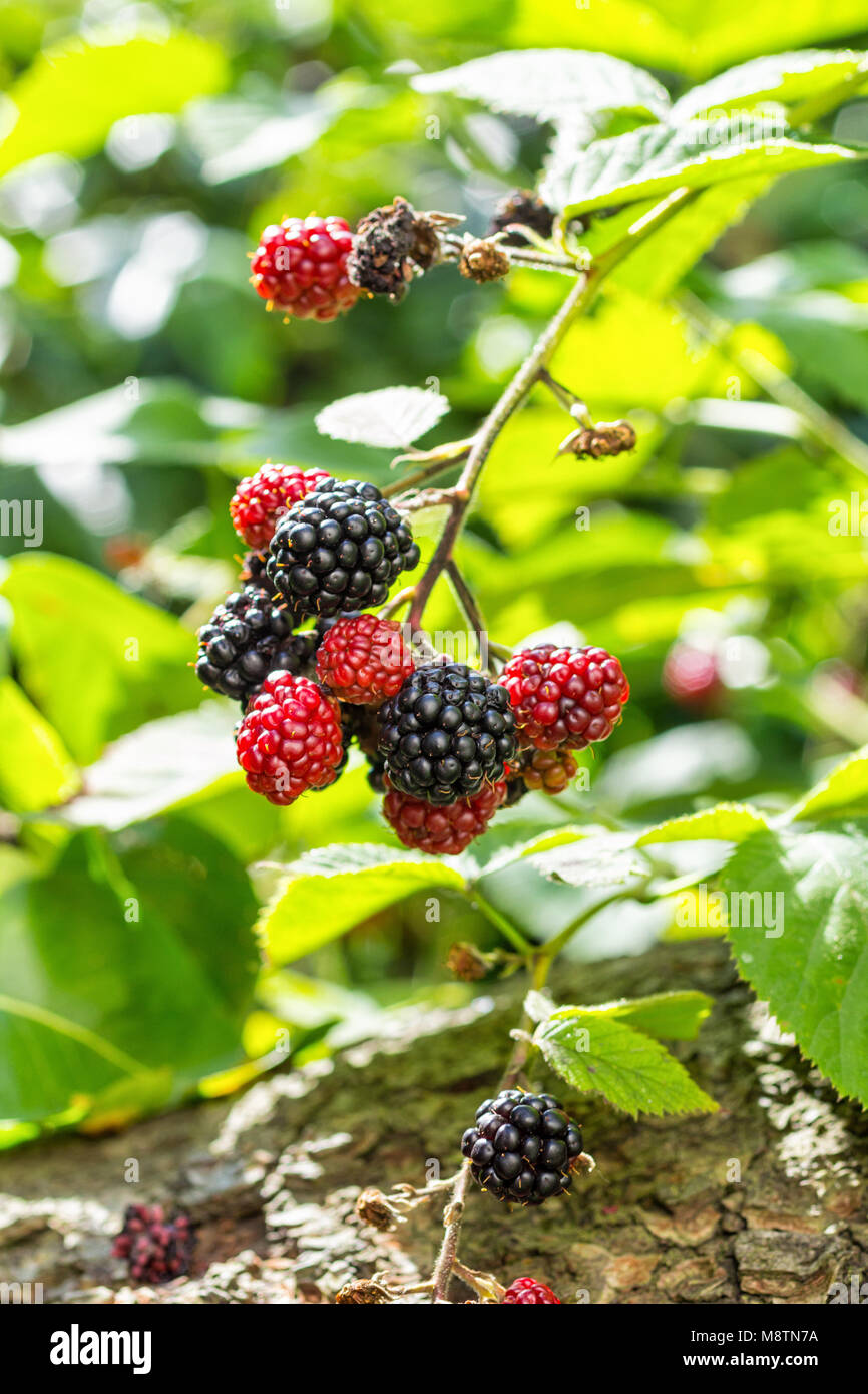 Blackberry fruit bunch on the bush Stock Photo