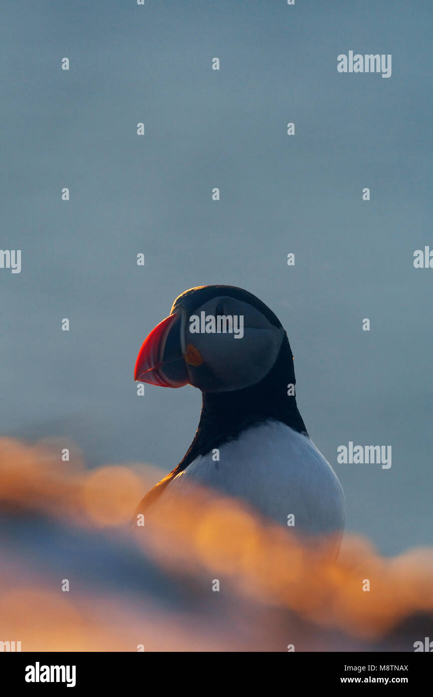 LOVI papegaaiduiker Puffin zwart oranje