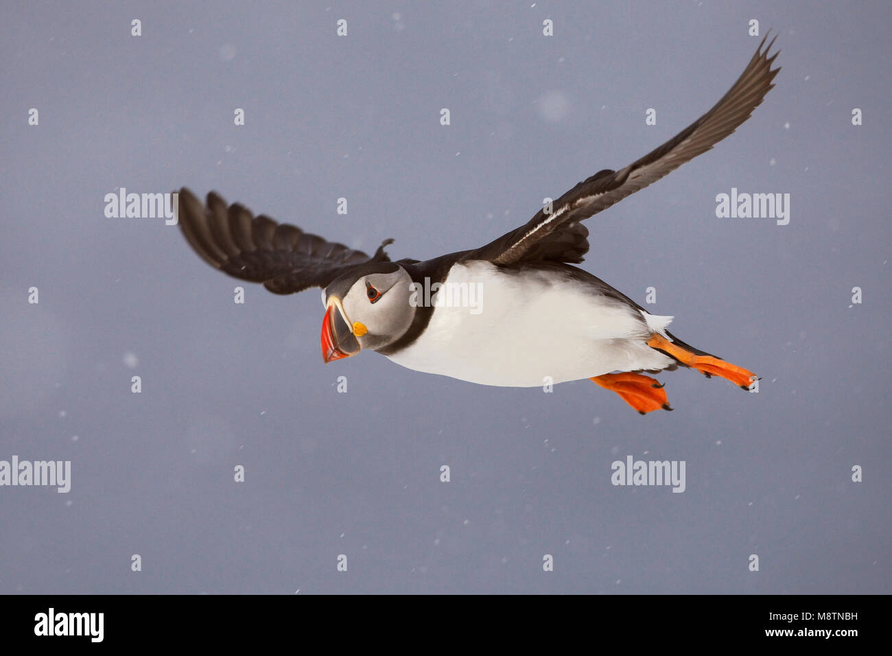 Papegaaiduiker vliegend in de sneeuw; Atlantic Puffin flying in snow Stock Photo