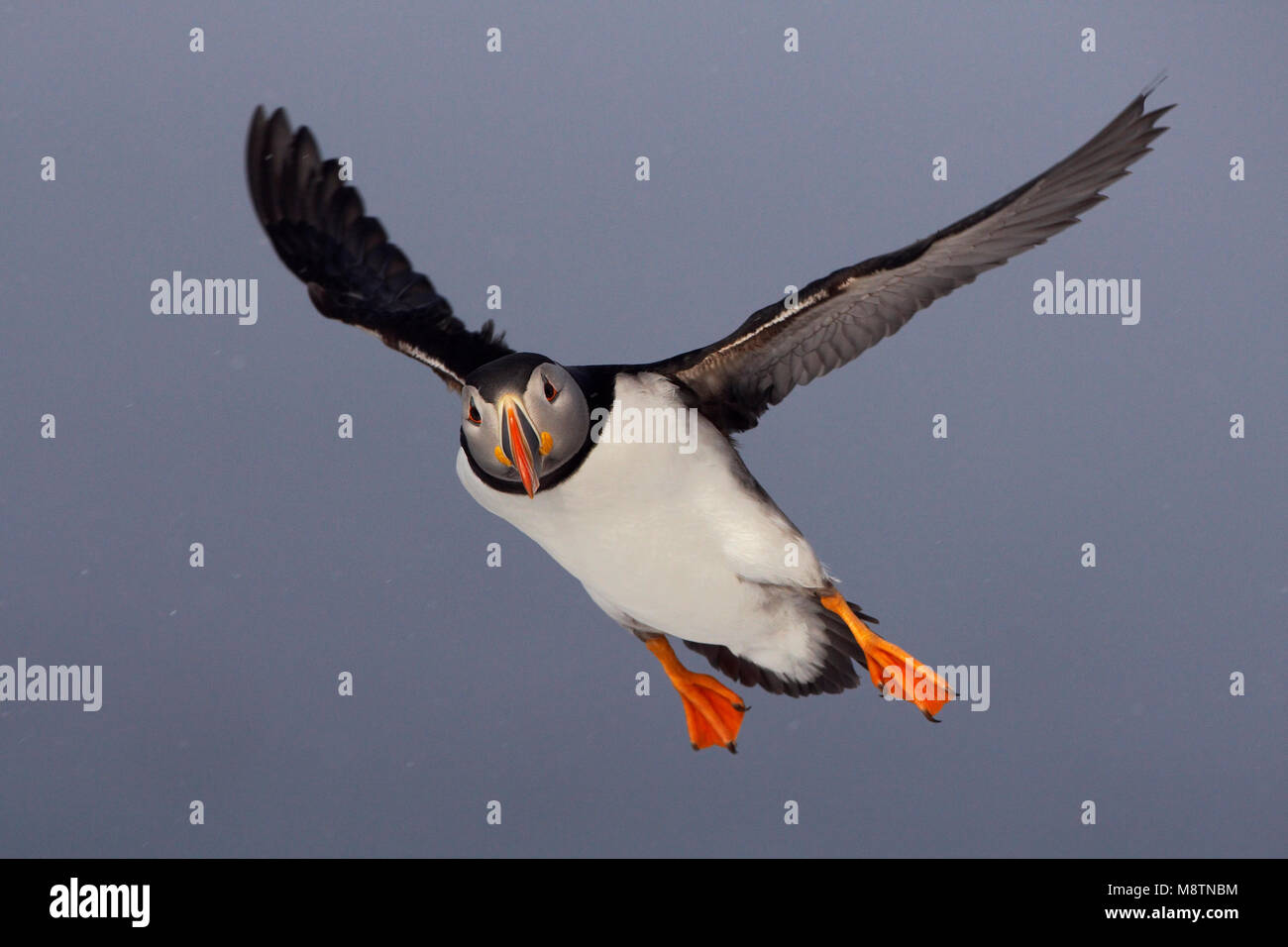 Puffin snow flying hi-res stock photography and images - Alamy