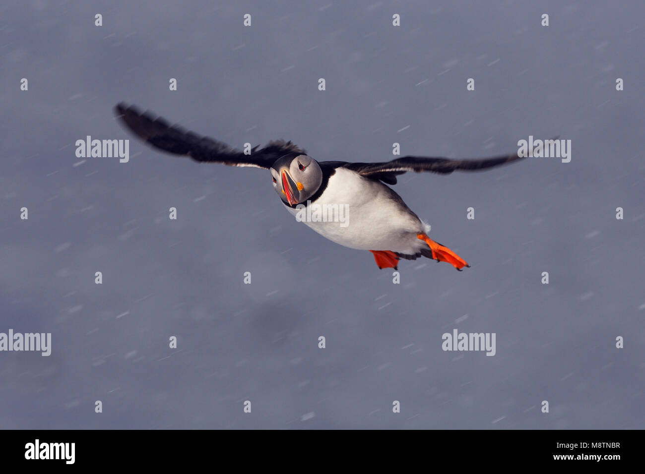 Papegaaiduiker vliegend in de sneeuw; Atlantic Puffin flying in snow Stock Photo