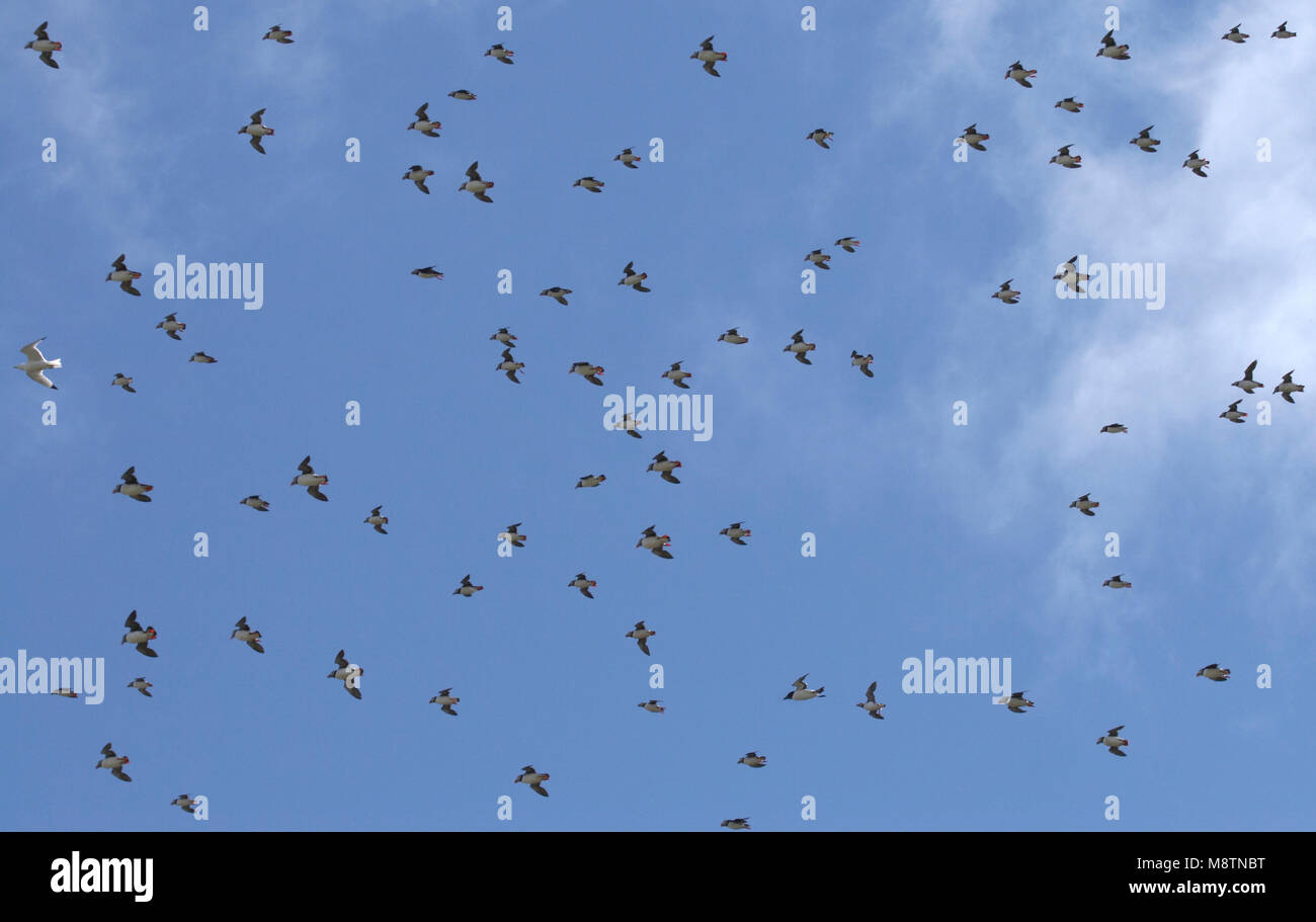 Papegaaiduikers vliegend; Atlantic Puffins flying Stock Photo