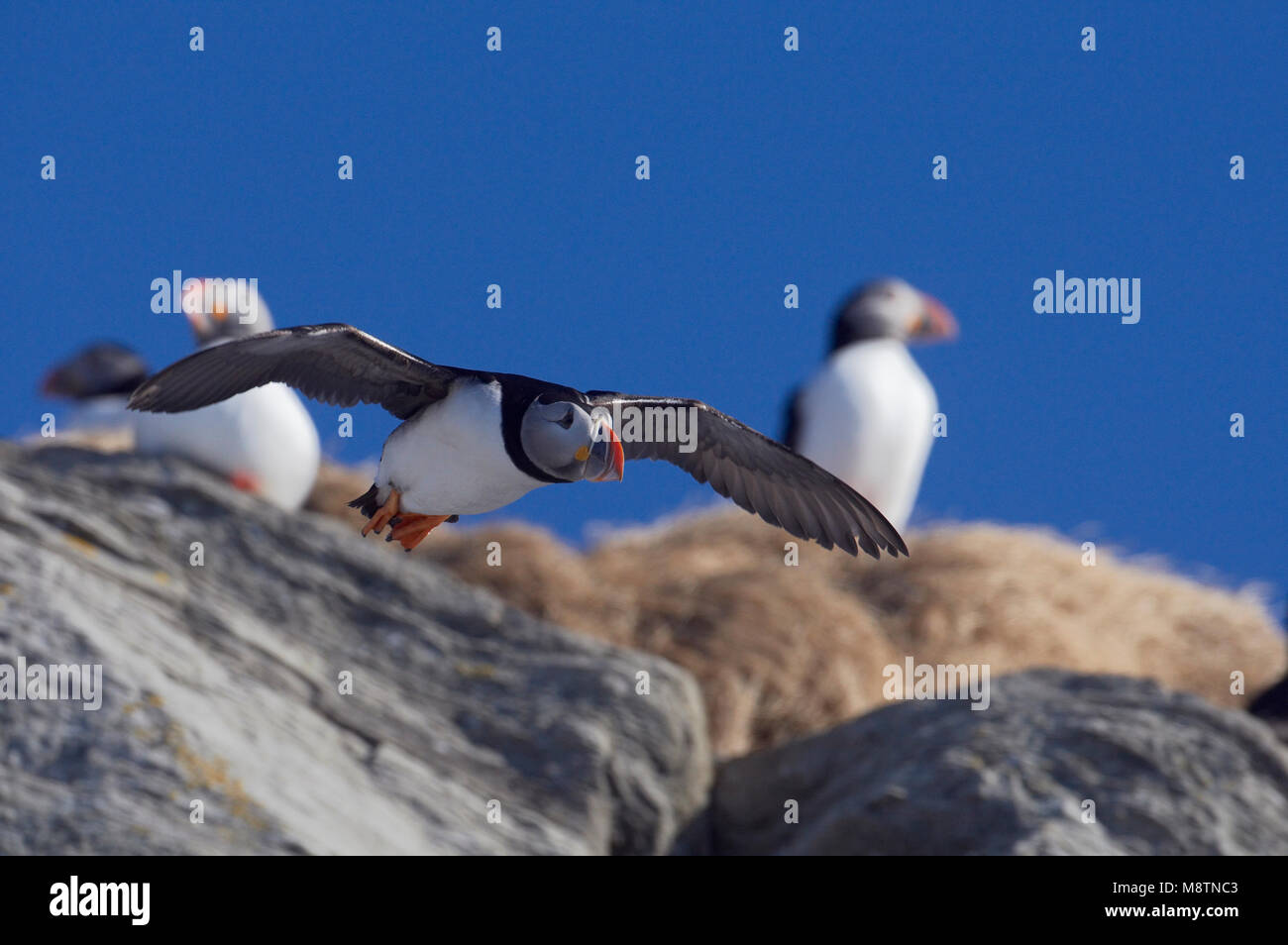 Papegaaiduiker vliegend voor rots; Atlantic Puffin flying infront of rock Stock Photo