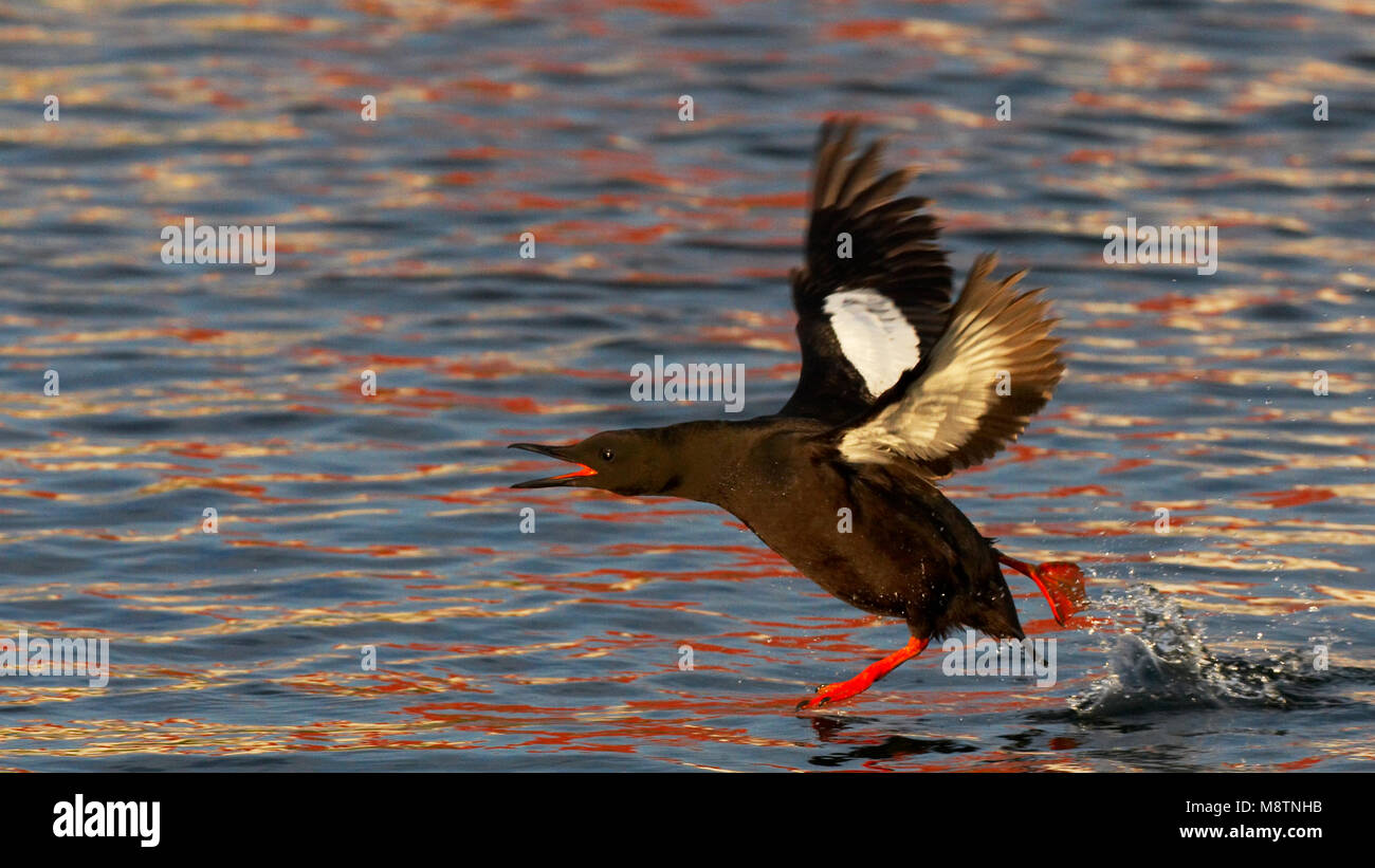 Zwarte Zeekoet roepend en opvliegend uit water; Black Guillemot calling and flying out of the water Stock Photo