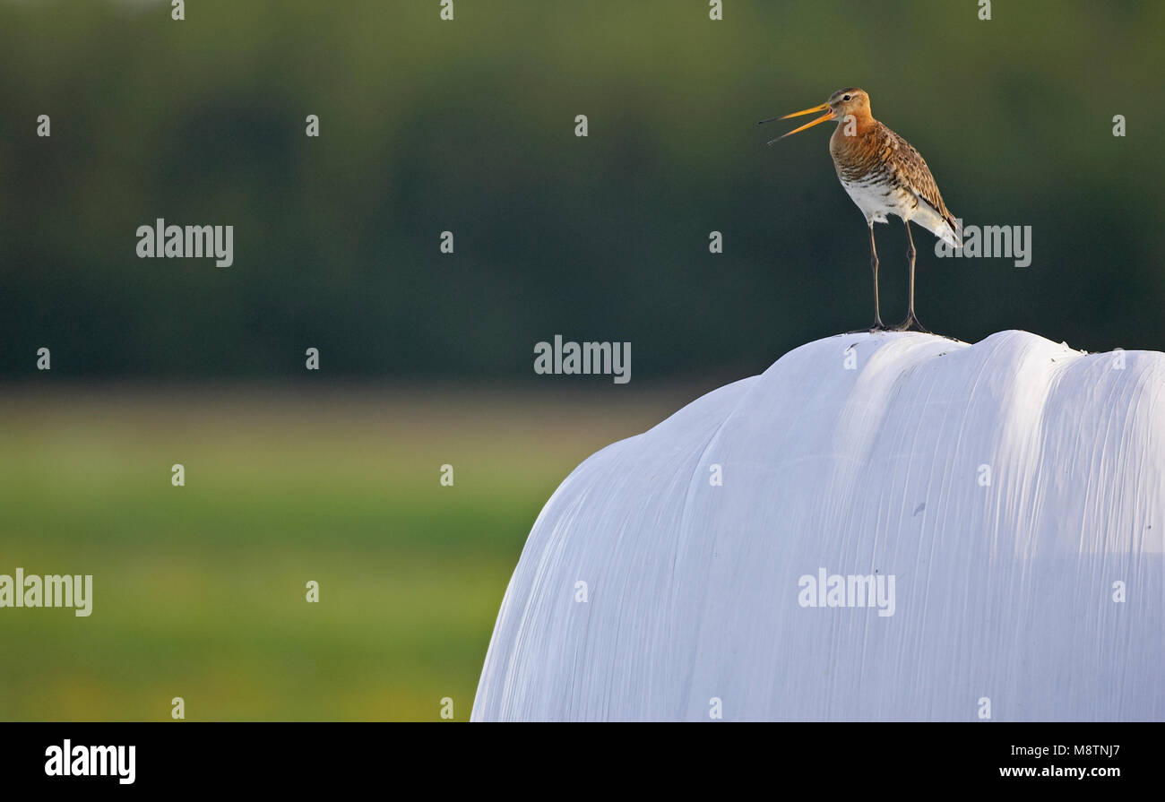 Black-tailed Godwit singing; Grutto zingend Stock Photo