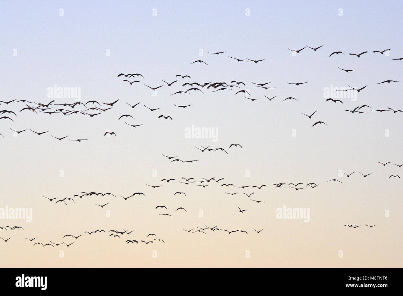 Common Crane group flying; Kraanvogel groep vliegend Stock Photo - Alamy