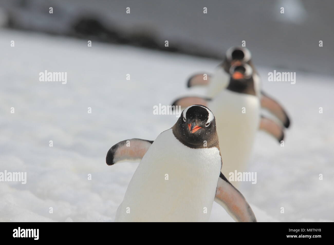 Gentoo penguins walking in a line, Danco Island, Antarctica Stock Photo