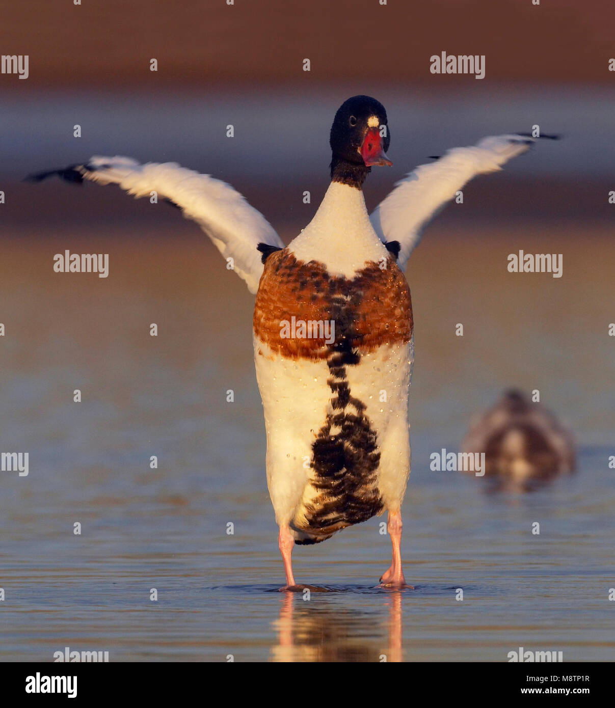 Bergeend met vleugels wijd;; Common Shelduck with wings spread Stock Photo