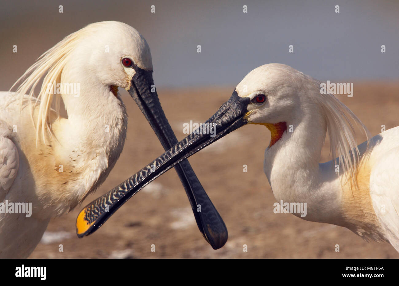 Lepelaar poetsend; Eurasian Spoonbill washing Stock Photo