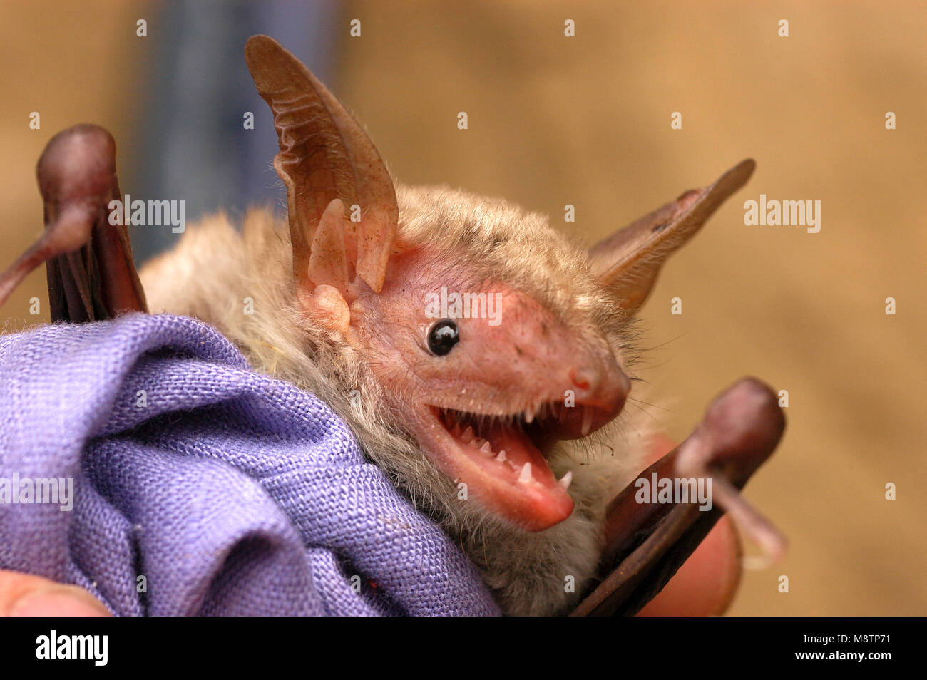 Close up portrait of a bat with long ears Stock Photo - Alamy
