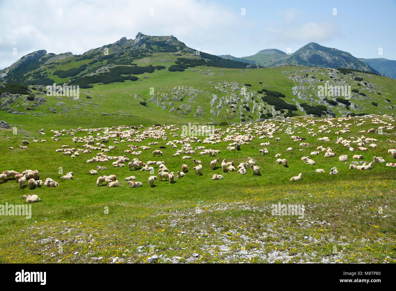 Flock of sheep in the mountains. Southern Carpathians, Romania Stock ...