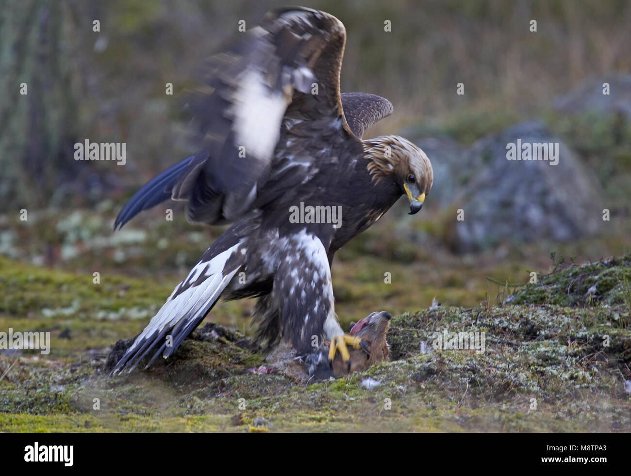 Steenarend zittend op dode Vos; Golden Eagle perched on dead Red Fox Stock Photo