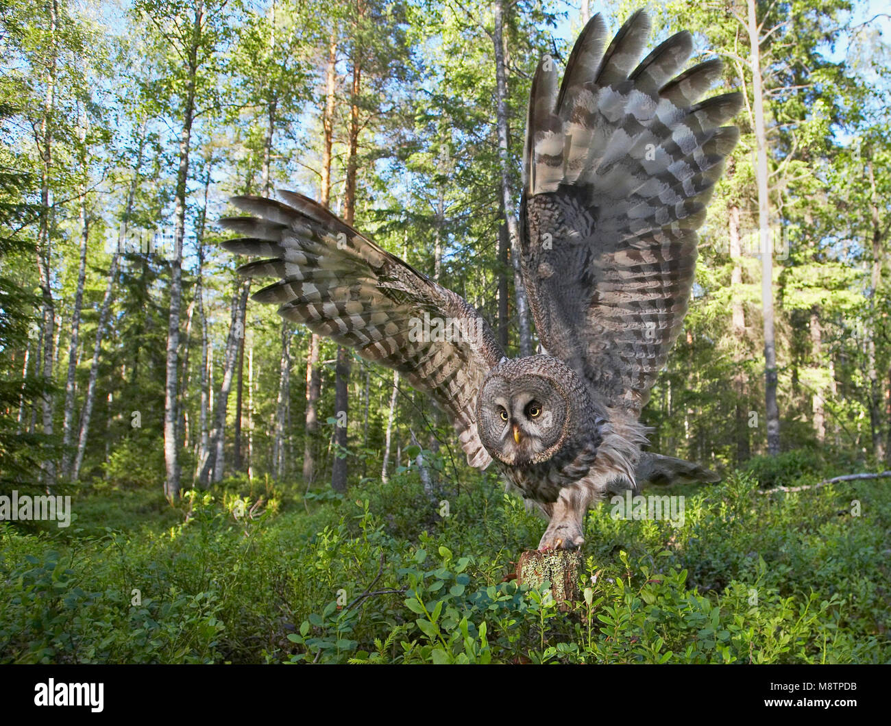 Laplanduil vliegend; Great Grey Owl flying Stock Photo