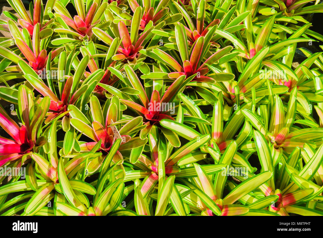 Group of colorful Bromeliad Neoregelia in plant store Stock Photo