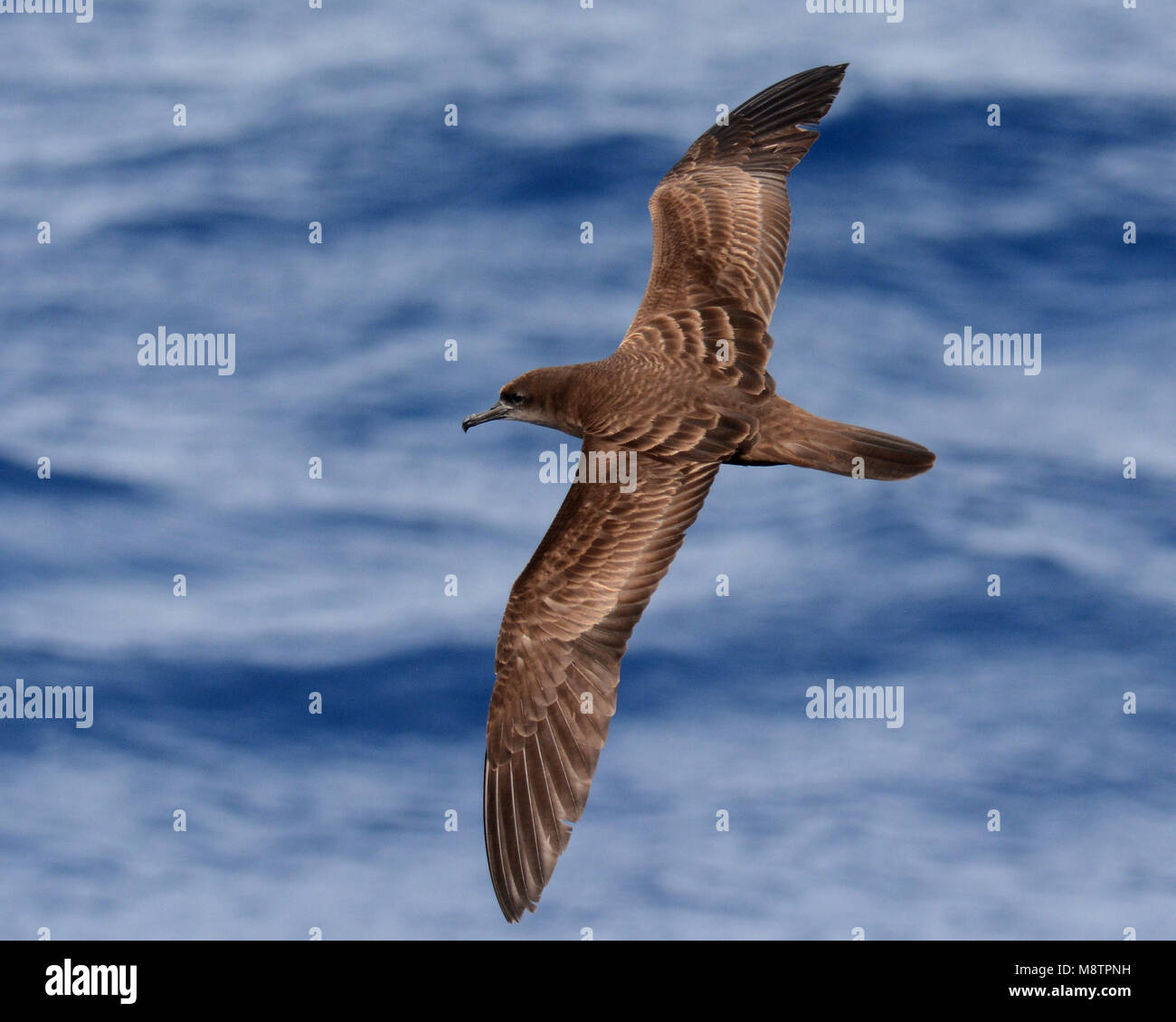 Wigstaartpijlstormvogel, Wedge-tailed Shearwater, Puffinus pacificus Stock Photo