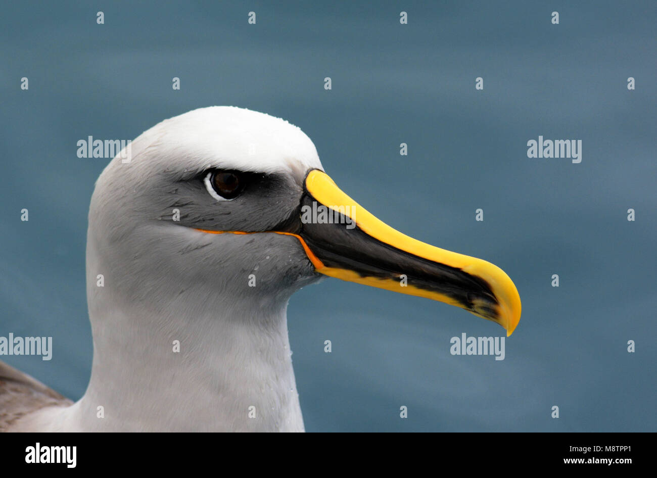 Bullers Albatros, Buller's Albatross, Thalassarche bulleri Stock Photo