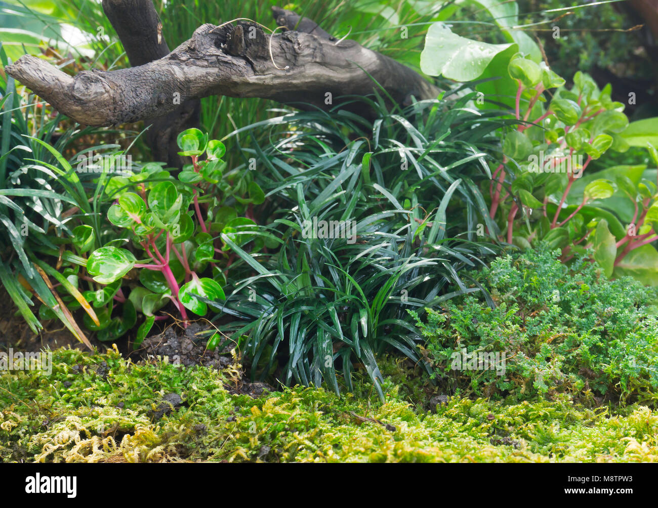 Tropical green forest in gardendesign as background Stock Photo - Alamy