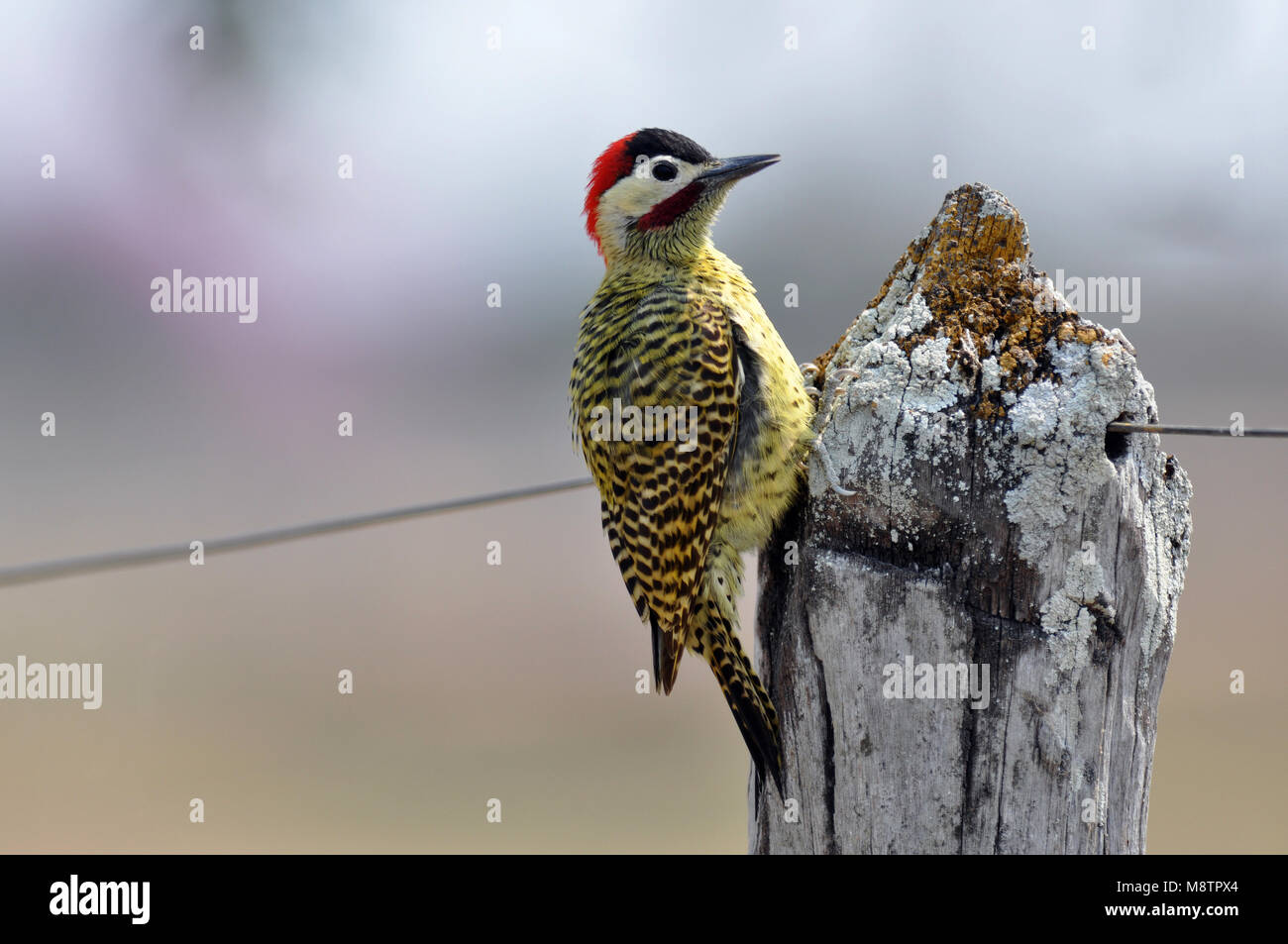 Green-barred Woodpecker Stock Photo