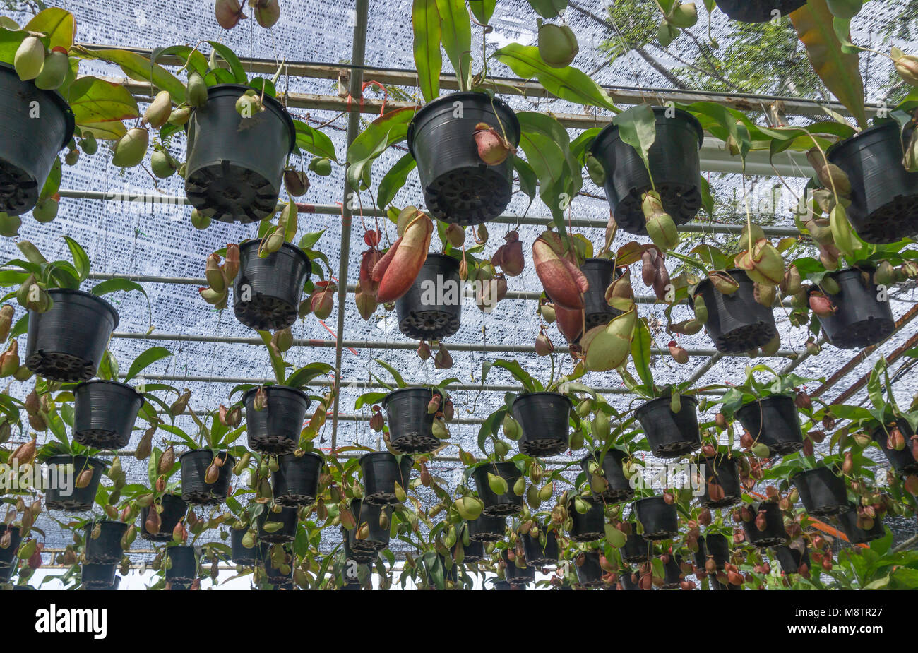 Hanging green Nepenthes in plant farm Stock Photo