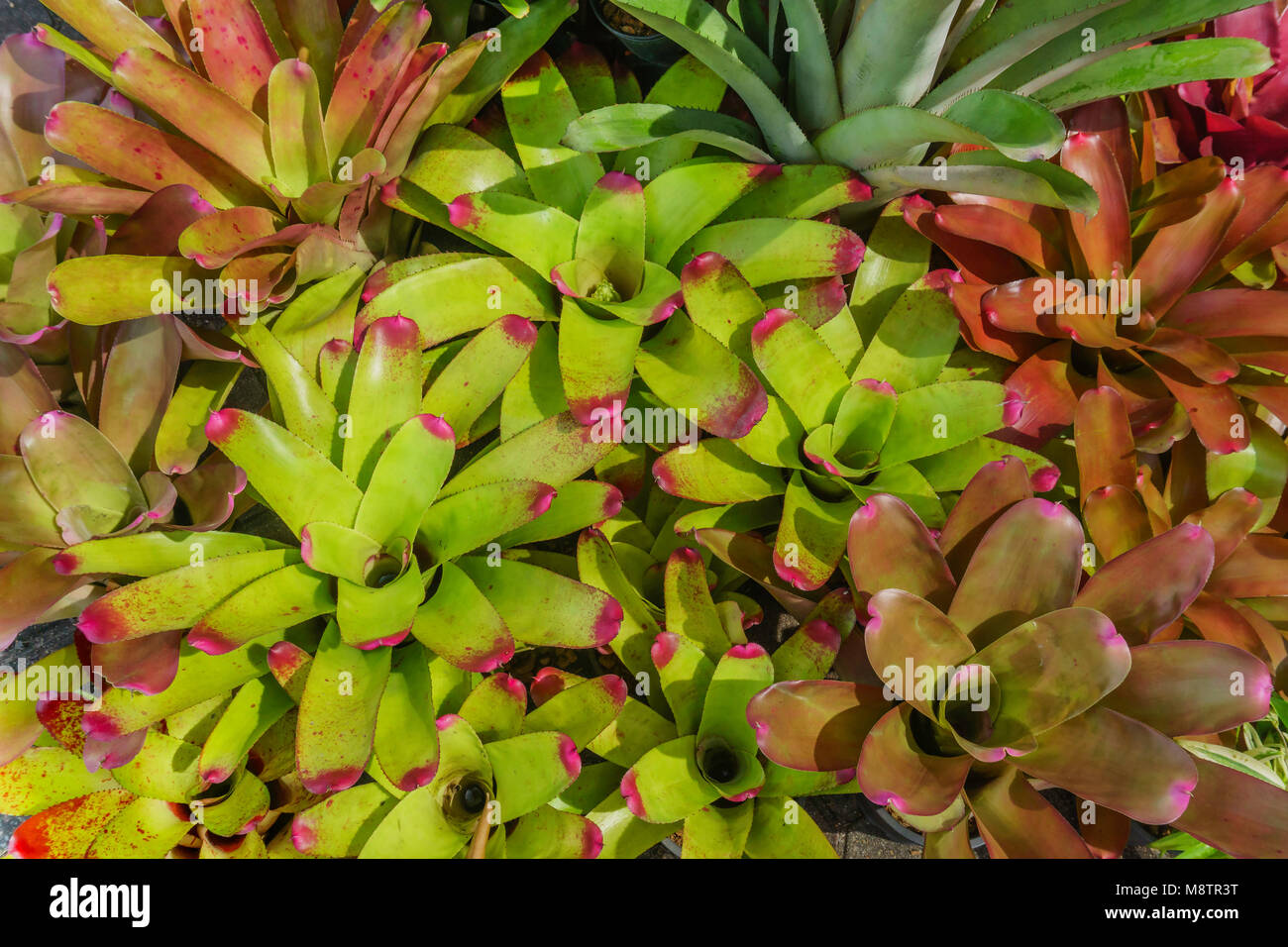 Group of colorful Bromeliad Neoregelia in plant store Stock Photo