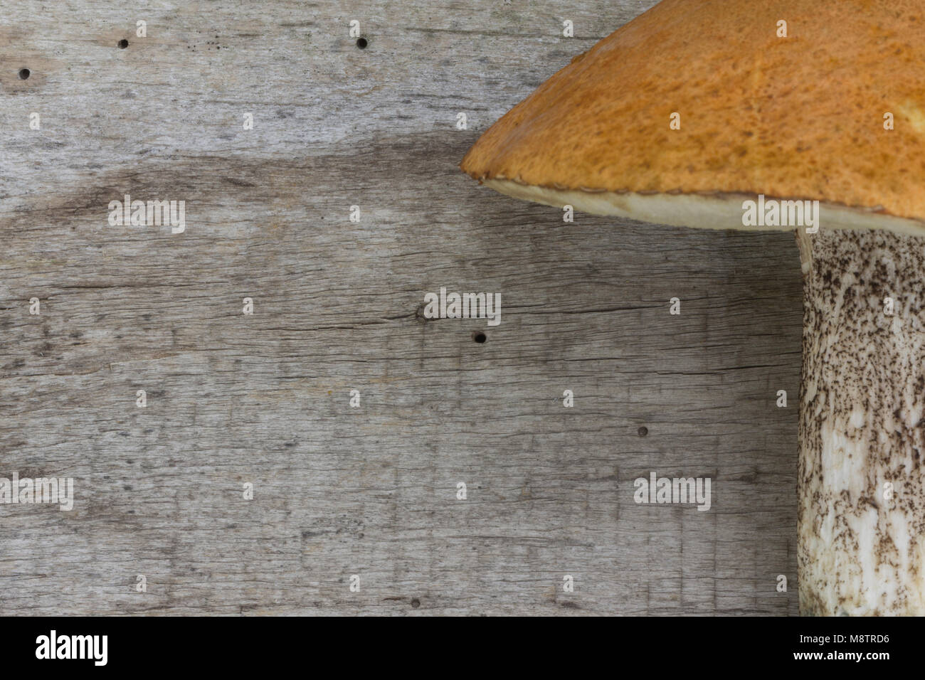Mushrooms Brown Birch Bolete (Leccinum scabrum; Boletus scaber) on the old wooden board. Brown boletus. Background. Top view. Stock Photo