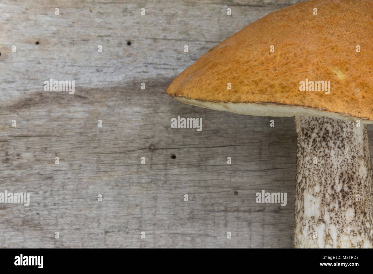 Mushrooms  Brown Birch Bolete (Leccinum scabrum; Boletus scaber) on the old wooden board. Brown boletus. Background. Top view. Stock Photo