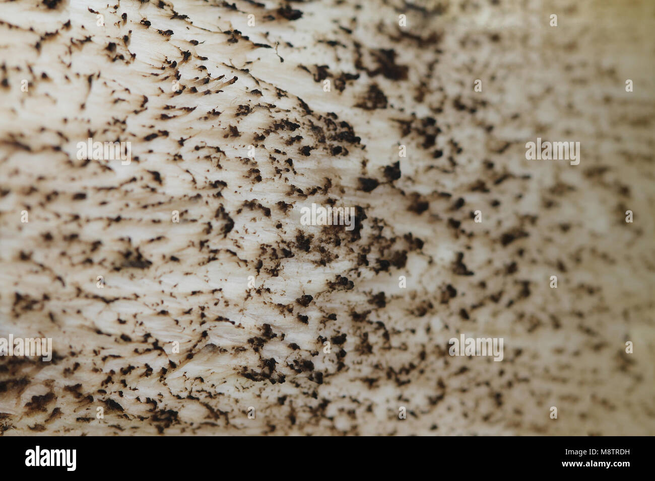 Abstract View of the texture of a mushroom stipe - background. Brown Birch Bolete (Leccinum scabrum, Boletus scaber). Stock Photo