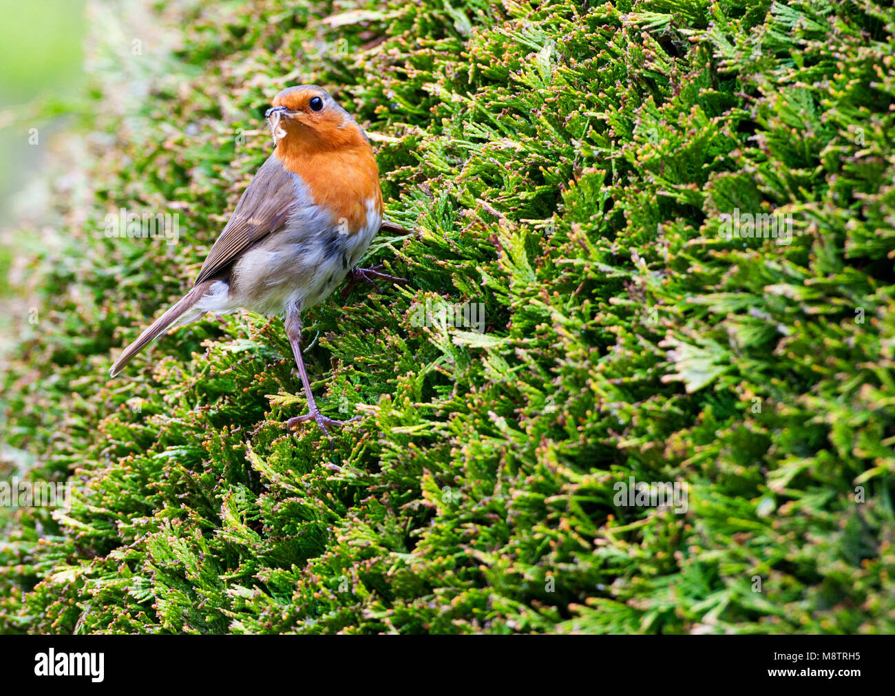 Roodborst zittend in de heg; European Robin perched in hedge Stock Photo