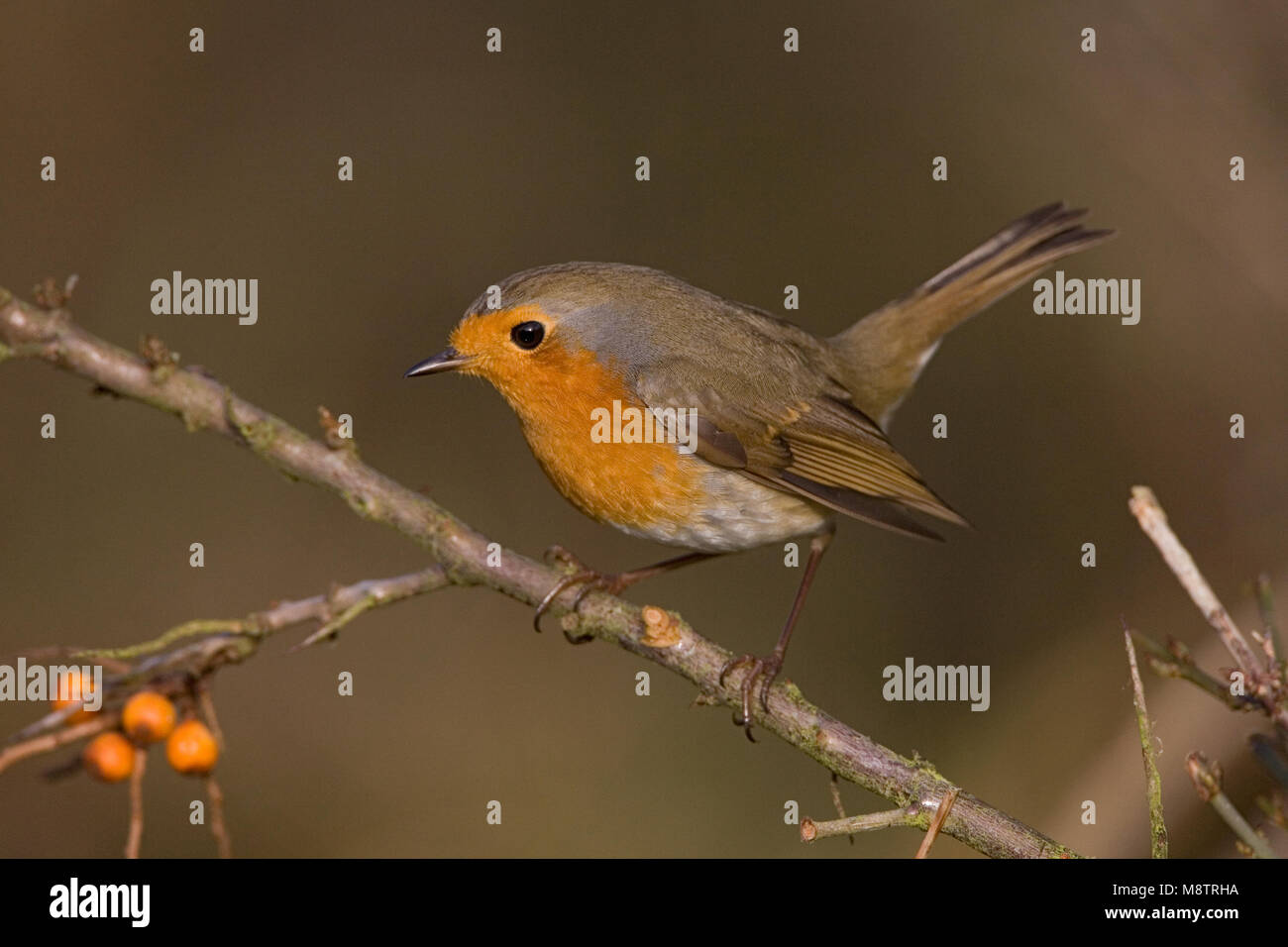 European Robin; Roodborst Stock Photo - Alamy