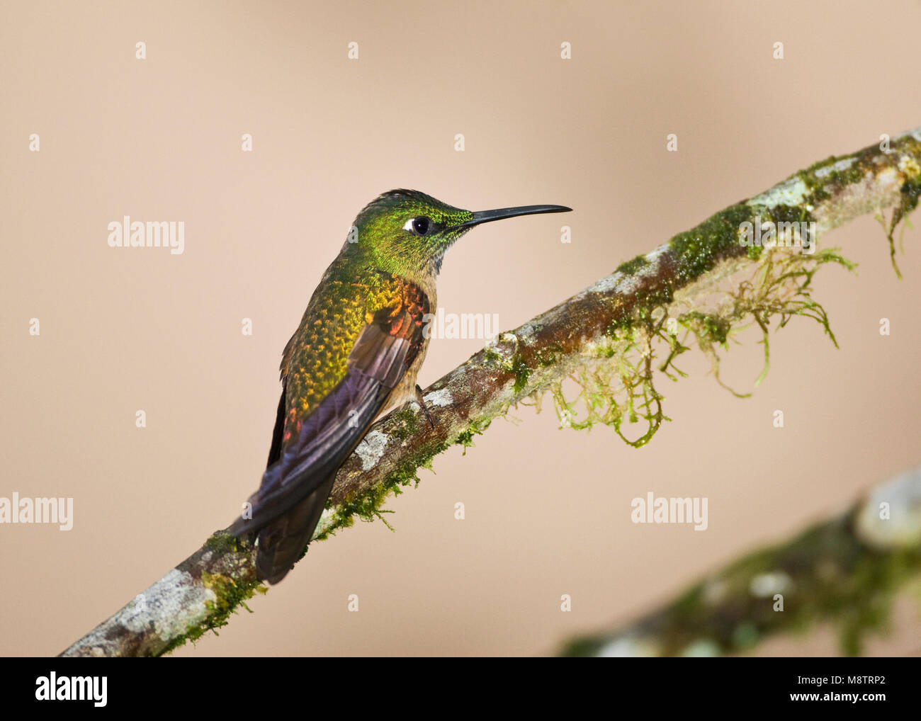 Bruinborstbriljantkilibrie zittend op tak; Fawn-breasted Brilliant percjed on a branch Stock Photo