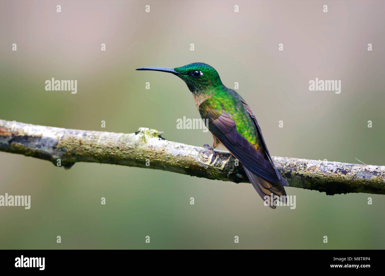 Bruinborstbriljantkilibrie zittend op tak; Fawn-breasted Brilliant percjed on a branch Stock Photo