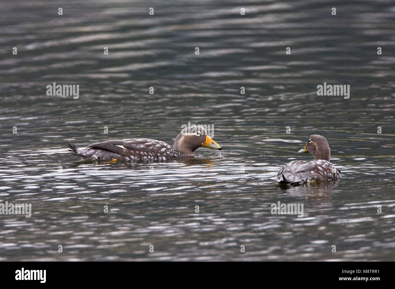 Zwemmende Booteenden; Swimming SteamerDucks Stock Photo Alamy