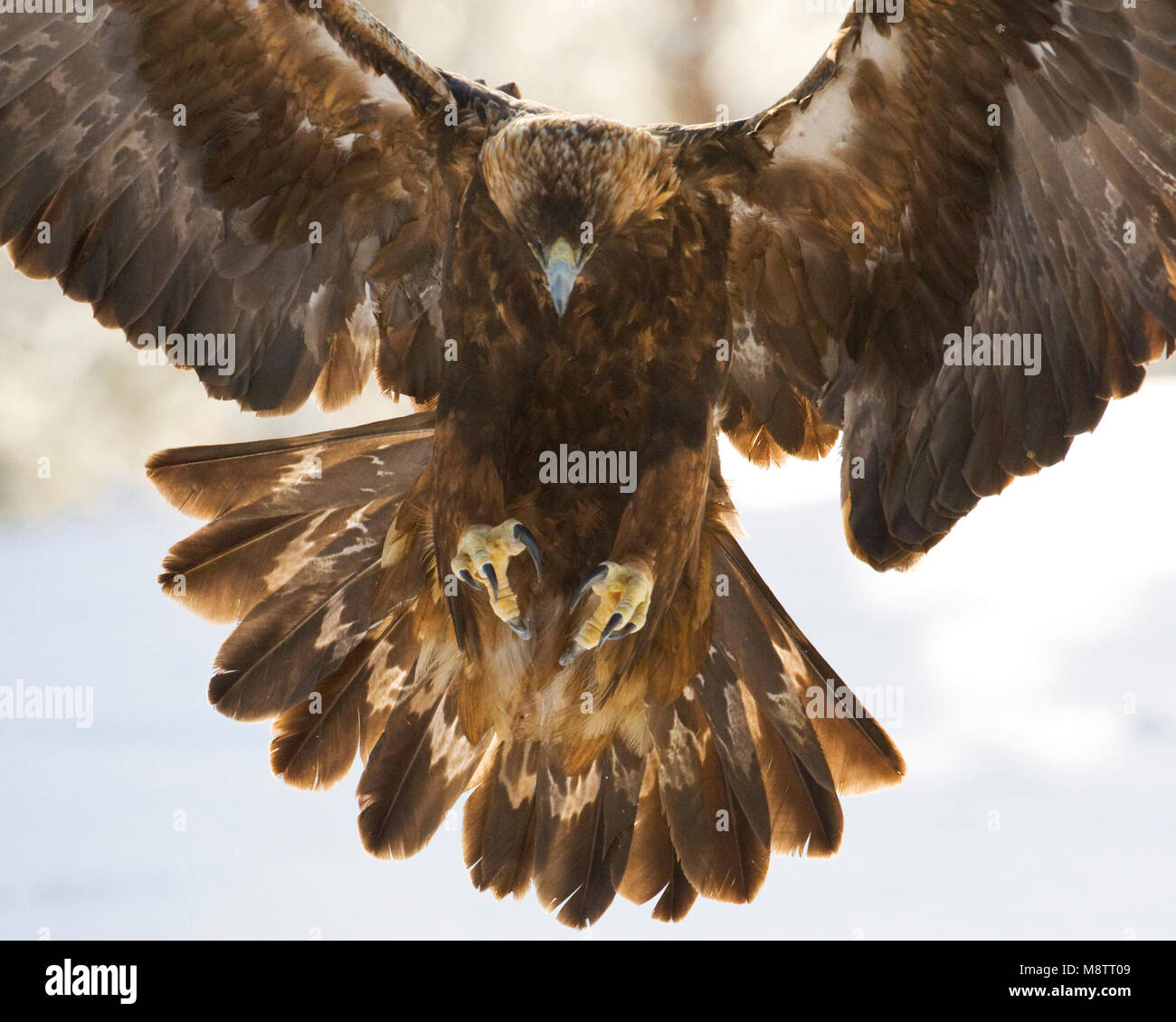 Steenarend, Golden Eagle Stock Photo
