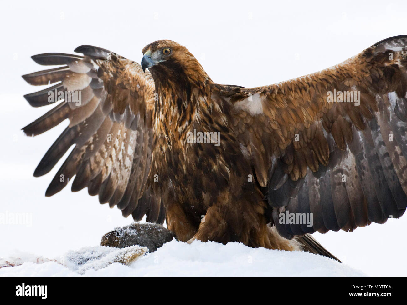 Steenarend, Golden Eagle Stock Photo