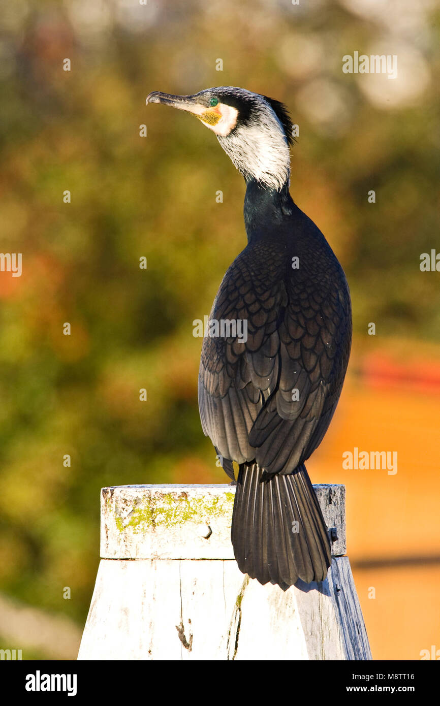 Aalscholver zittend op paal; Great Cormorant perched on a pole Stock Photo