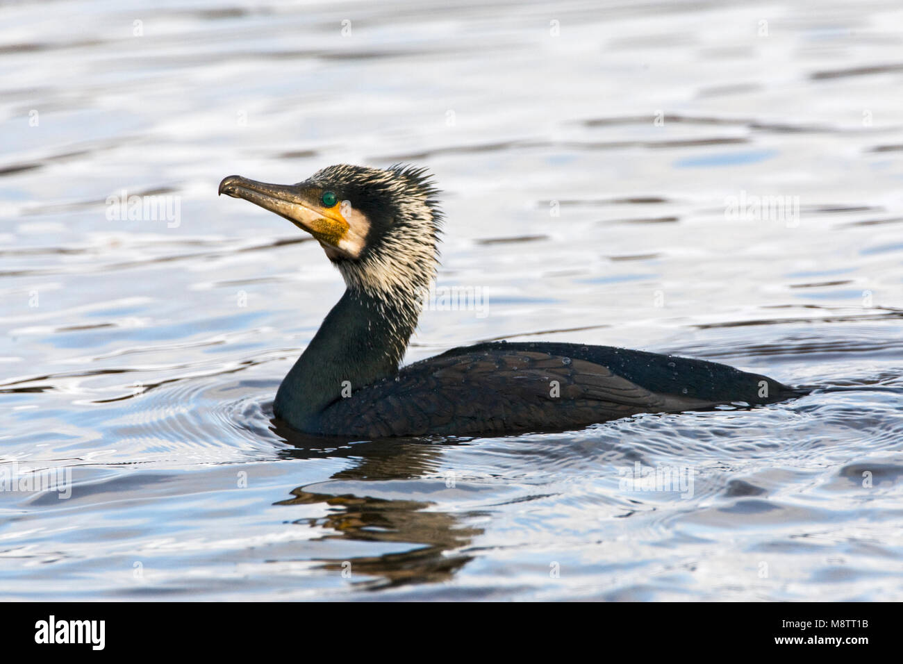 Zwemmende Aalscholver; Swimming Great Cormorant Stock Photo