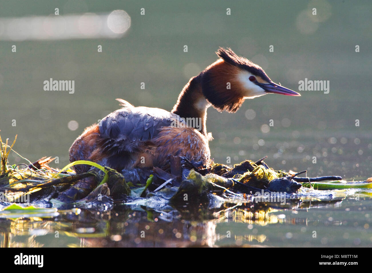 Fuut op het nest; Great Crested Grebe on nest Stock Photo