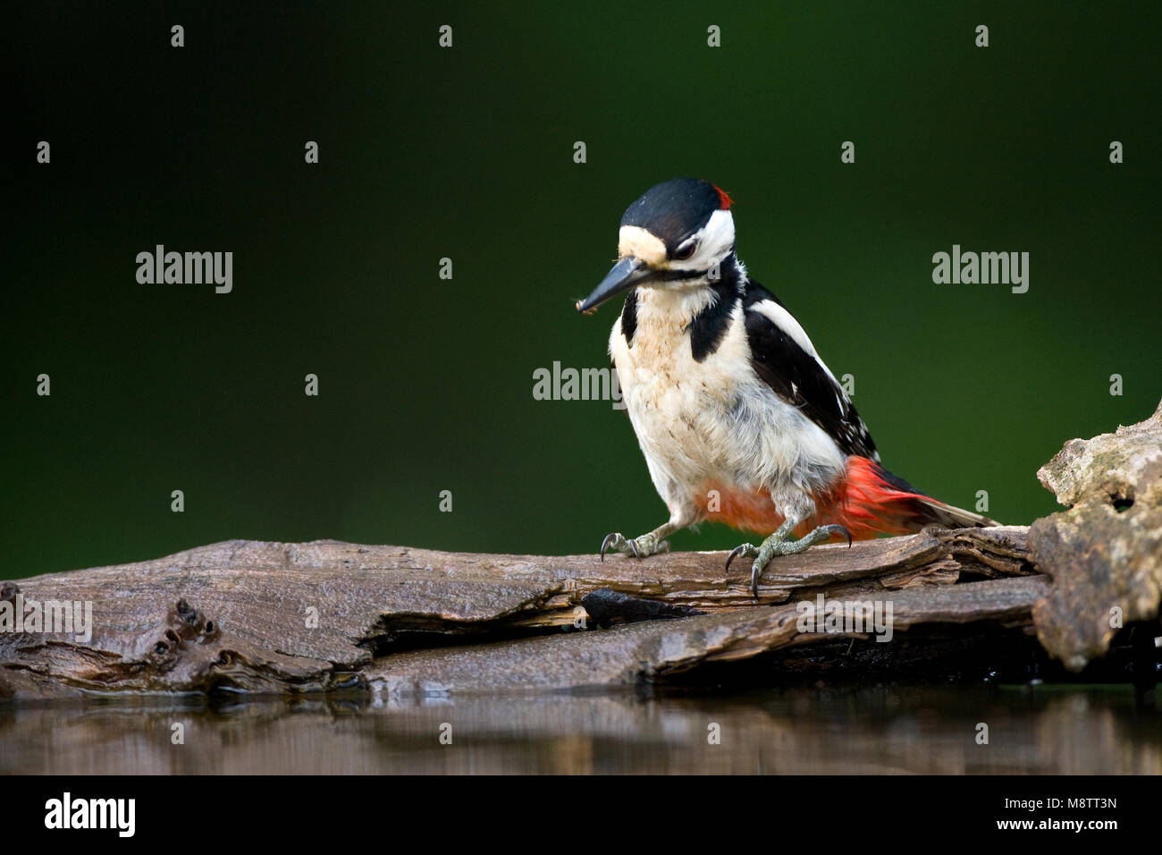Grote bonte Specht zittend bij het water; Great Spotted Woodpecker perched near water Stock Photo