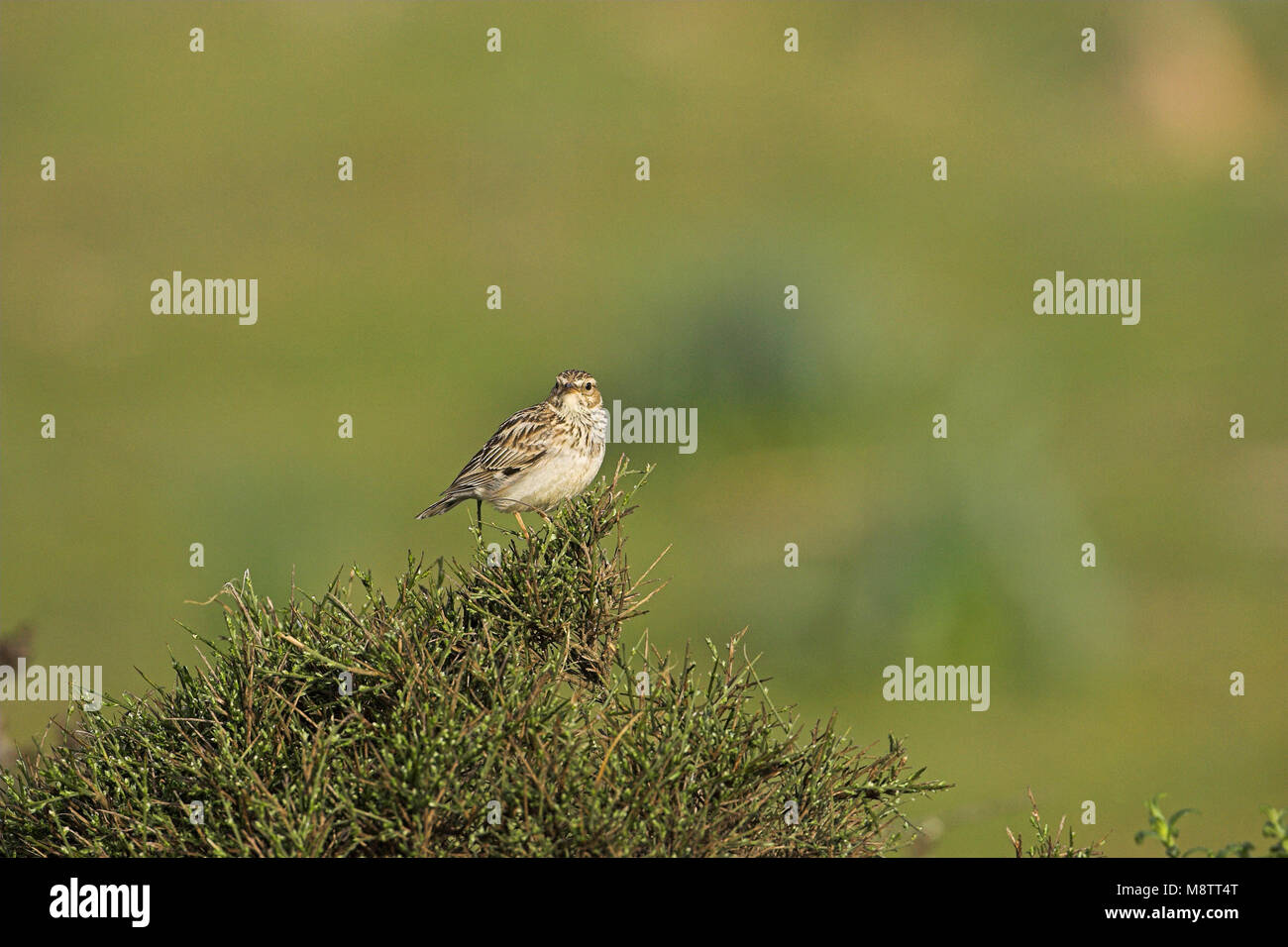 Woodlark Lullula arborea Corsica France Stock Photo