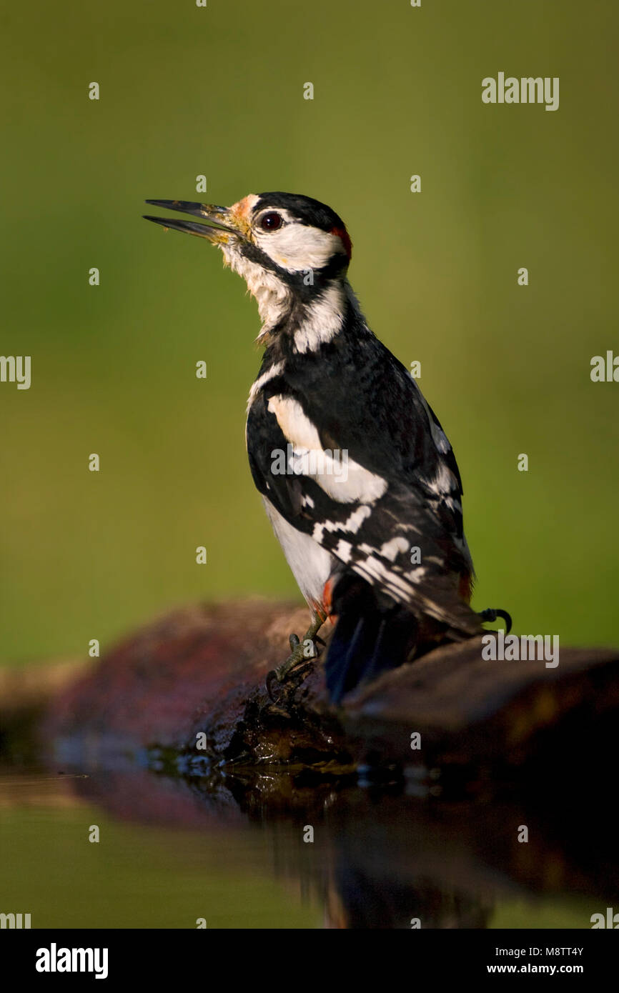 Grote Bonte Specht bij drinkplaats; Great Spotted Woodpecker at drinking site Stock Photo