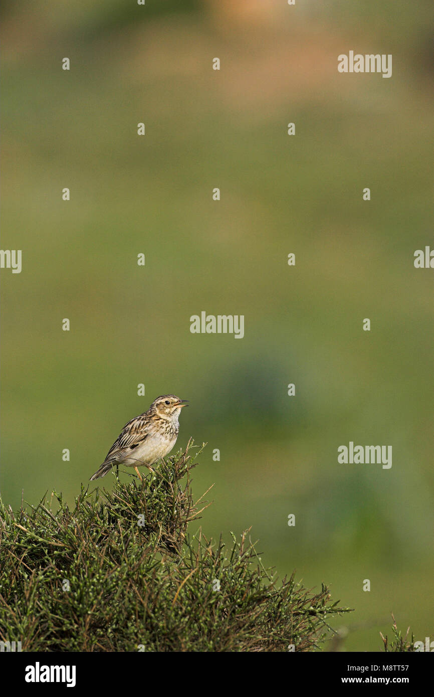 Woodlark Lullula arborea Corsica France Stock Photo