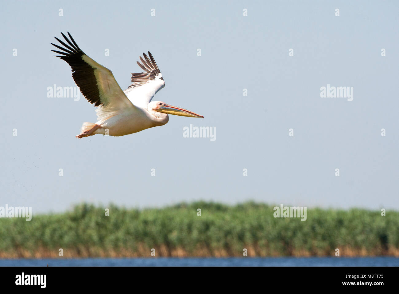 Roze Pelikaan, Great White Pelican, Pelecanus onocrotalus Stock Photo